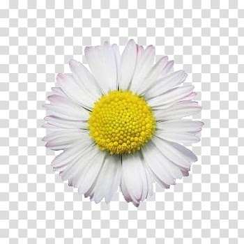 Flowers World, white gerbera flower transparent background PNG clipart