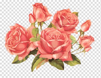 Flowers , yellow and red petaled flowers transparent background PNG clipart