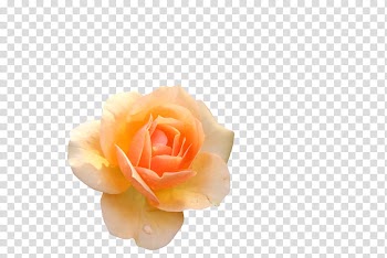 Flowers , yellow and white rose transparent background PNG clipart