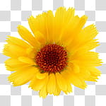 Flowers, yellow blooming flower transparent background PNG clipart
