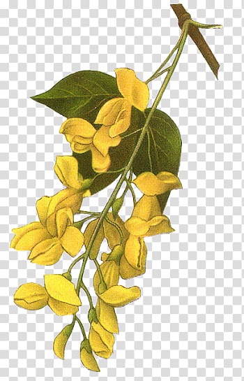 Flowers, yellow flowering plant illustration transparent background PNG clipart