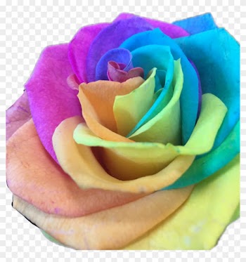 Flowerstickers Rainbow Flower Flowersticker Freetoedit - Rainbow Rose