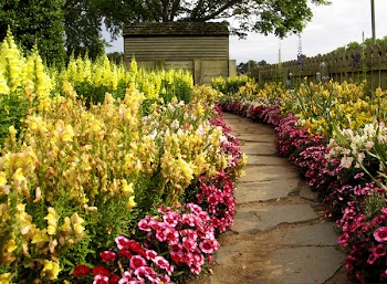 flowerwalk.jpg