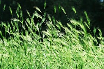 flowgreenCN_2861rf.jpg