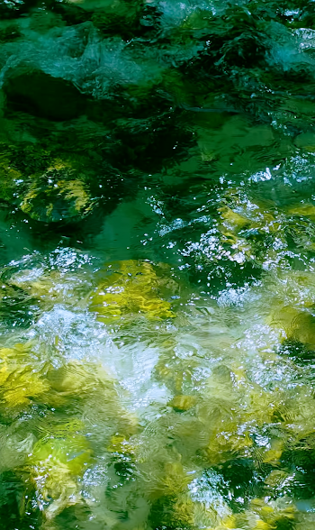Flowing Forest Stream with Sunlit Reflections