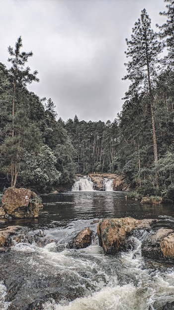 Flowing River Surrounded With Tall and Green Trees Under Gray Sky