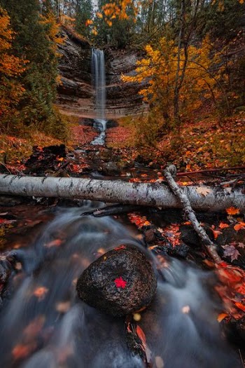 flowing river surrounded with withered leaves time-lapse photography