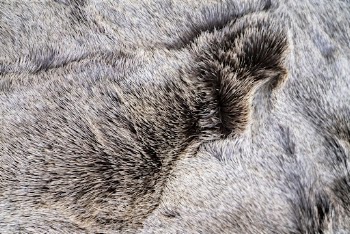Fluffy animal fur texture, close | Free Photo - rawpixel