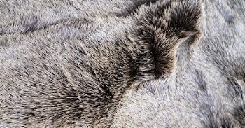 Fluffy animal fur texture, close | Free Photo - rawpixel