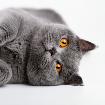 Fluffy Gray Cat with Orange Eyes on White Background