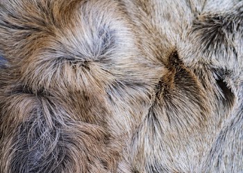 Fluffy rug, animal fur texture, | Free Photo - rawpixel