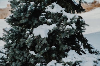 Fluffy Snow On Pine Tree