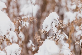 Fluffy Winter Snow On Dried Leaves
