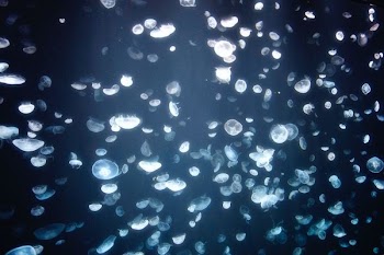 fluther of jellyfish