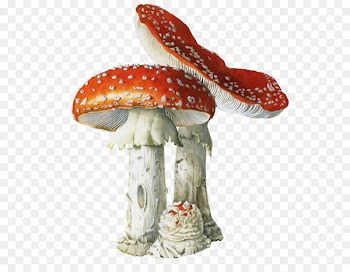 Fly agaric Mushroom poisoning Edible mushroom Fungus - wild mushrooms 