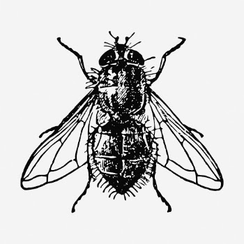 Fly clipart, insect vintage illustration | Free Vector - rawpixel