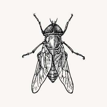Fly clipart, vintage illustration vector. | Free Vector Illustration - rawpixel
