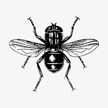 Fly clipart, vintage insect illustration | Free Vector - rawpixel