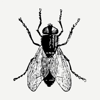Fly  drawing clipart, insect | Free PSD - rawpixel