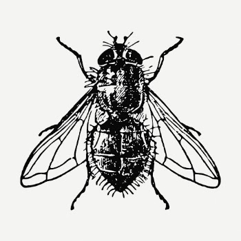 Fly drawing, insect vintage illustration | Free PSD - rawpixel