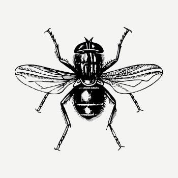 Fly drawing, vintage insect illustration | Free PSD - rawpixel