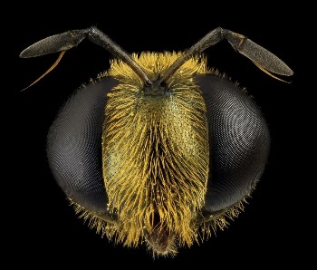 Fly Golden Baby, insect headshot. | Free Photo - rawpixel