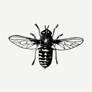 Fly insect clipart illustration psd. | Free PSD - rawpixel