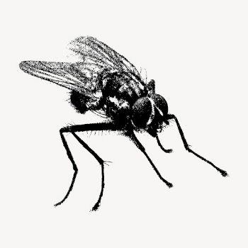 Fly insect clipart, vintage animal | Free Vector - rawpixel