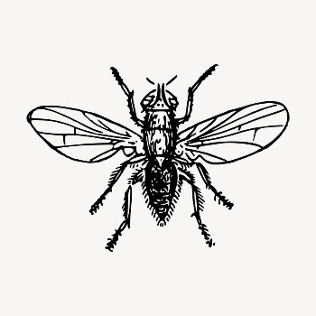 Fly insect clipart, vintage hand | Free Vector - rawpixel