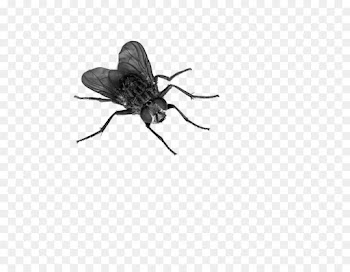 Fly, Insect, Desktop Wallpaper, House Fly PNG