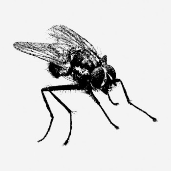 Fly insect drawing, vintage animal | Free Photo - rawpixel