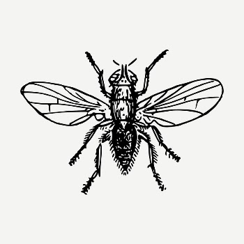 Fly insect drawing, vintage illustration | Free PSD - rawpixel