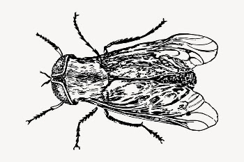 Fly, insect drawing, vintage illustration | Free Vector - rawpixel