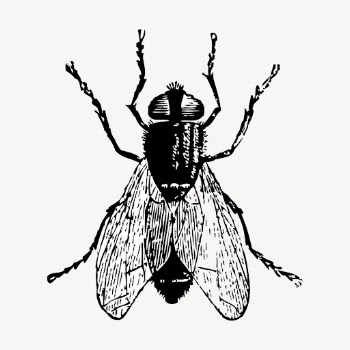 Fly insect hand drawn clipart, | Free Vector - rawpixel