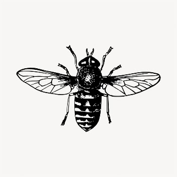 Fly insect illustration clipart vector. | Free Vector - rawpixel