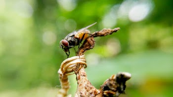 Fly Insect on Brown Plant Stem
