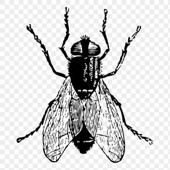 Fly insect png sticker, animal | Free PNG - rawpixel