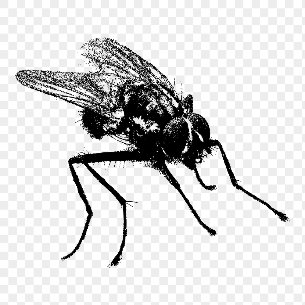 Fly insect png sticker, animal | Free PNG - rawpixel