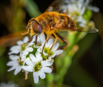 Fly on Flower
