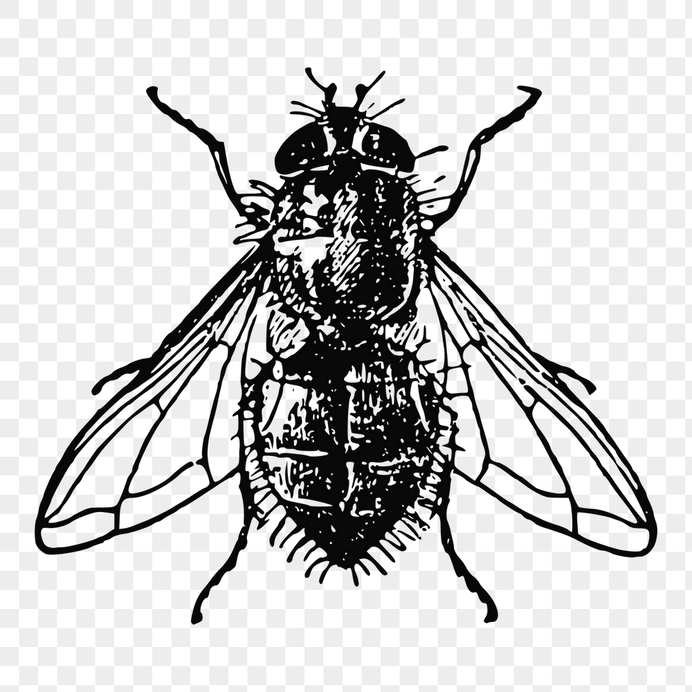 Fly png sticker, insect vintage | Free PNG - rawpixel