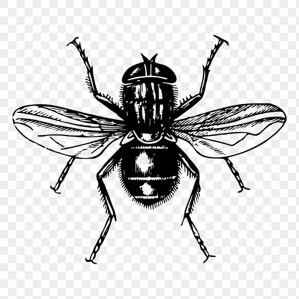 Fly png sticker, vintage insect | Free PNG - rawpixel