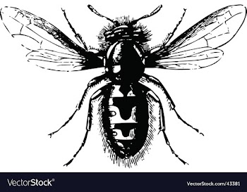 Fly vector image