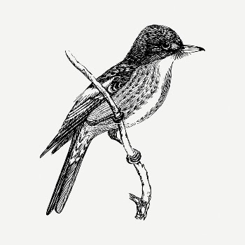 Flycatcher bird drawing, vintage illustration | Free PSD - rawpixel
