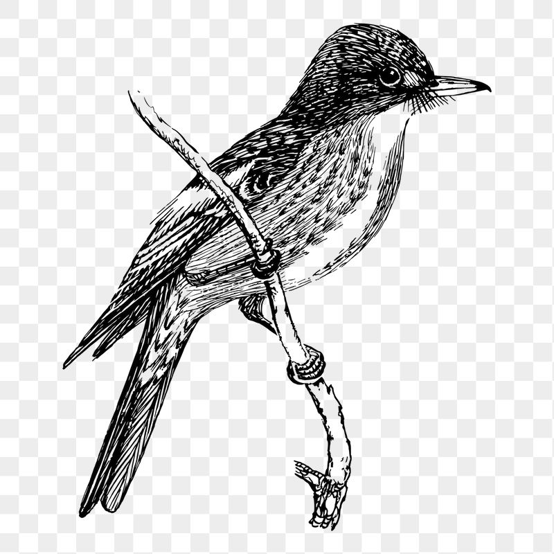 Flycatcher bird png sticker illustration, | Free PNG - rawpixel