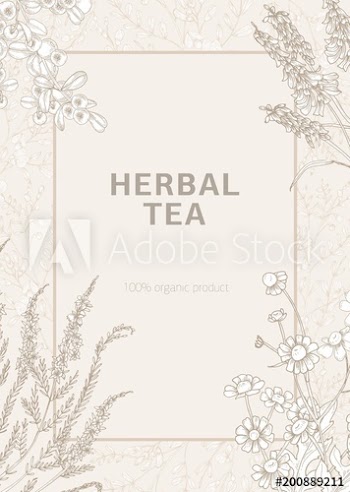 Flyer or poster template decorated with blooming wild meadow flowers and flowering herbs hand drawn with contour lines on light background