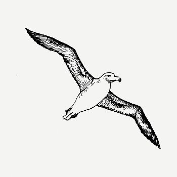 Flying albatross clipart illustration psd. | Free PSD - rawpixel