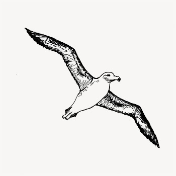 Flying albatross illustration clipart vector. | Free Vector - rawpixel