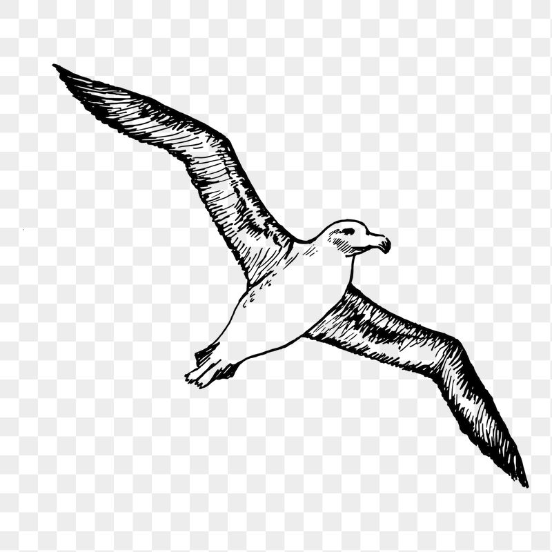 Flying albatross png sticker illustration, | Free PNG - rawpixel