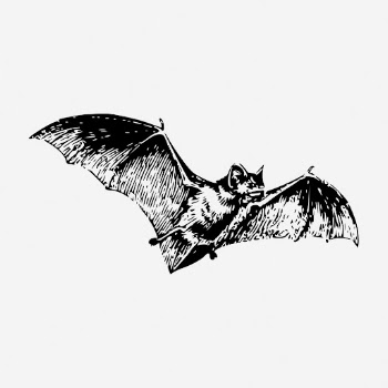 Flying bat drawing, vintage animal | Free Photo - rawpixel