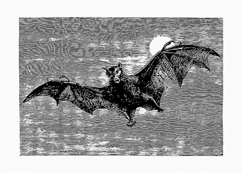 Flying bat vintage drawing | Free stock vector - 571480